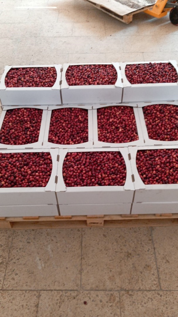 Hello, We produce bio cranberries and have an excellent harvest this year
