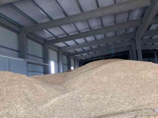 500 tons of spring oats for sale (good quality,