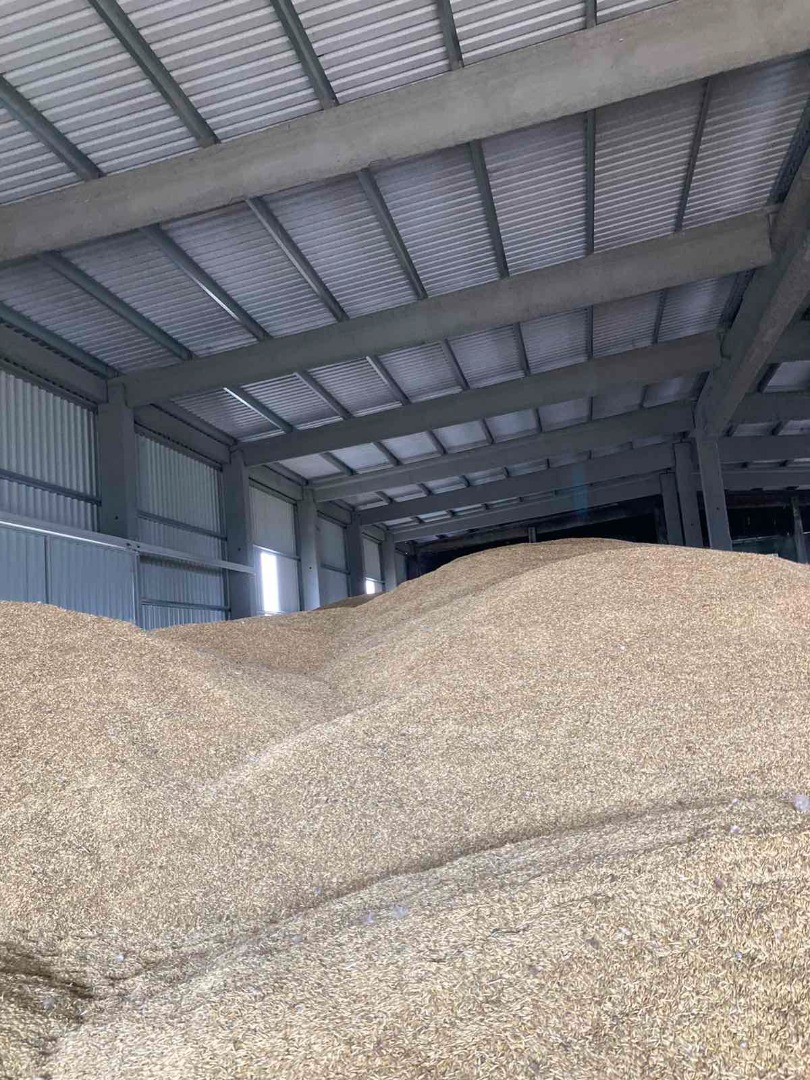 500 tons of spring oats for sale (good quality, beautiful, harvester clean)