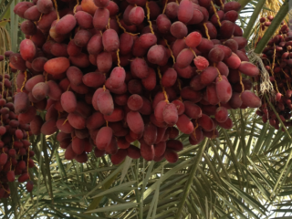 Hello, I sell dates in bulk. The best Algerian