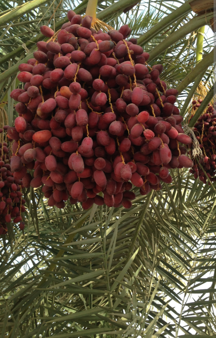 Hello, I sell dates in bulk