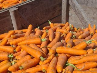 I will sell a selection of carrots. Possibility of