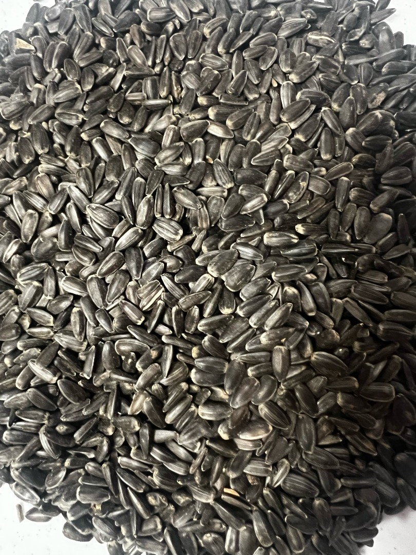 Hungarian sunflower seed with bio, biosuisse, demeter qualification is for sale