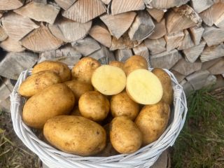 Potatoes for sale. 3 tons of Queen Anna variety,