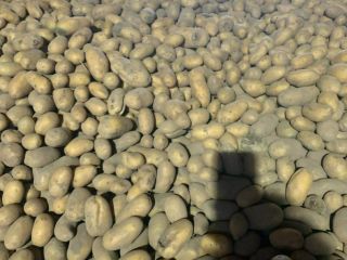 I will sell Queen Anna potatoes, about 4 tons.