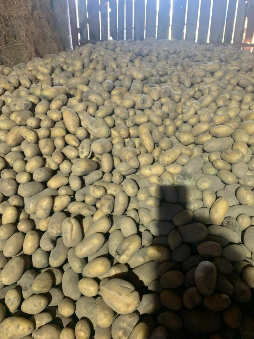 I will sell Queen Anna potatoes, about 4 tons