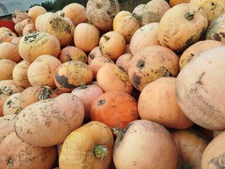 I am selling pumpkins of the Otylia variety. I