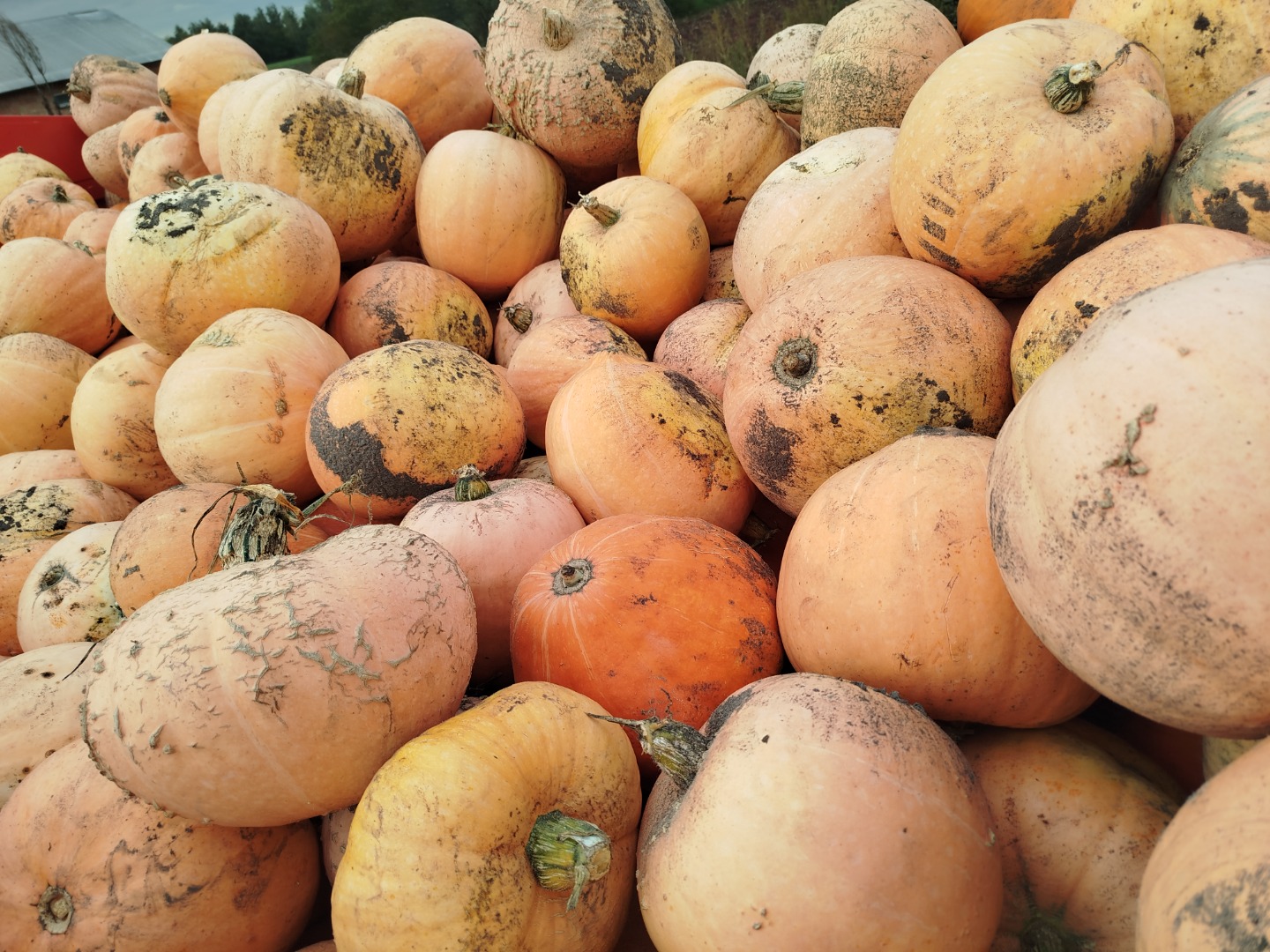 I am selling pumpkins of the Otylia variety