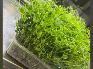 Sell Fresh Pea Microgreens! Enrich your meals with pea