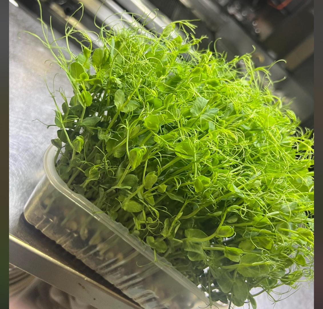 Sell Fresh Pea Microgreens! Enrich your meals with pea microgreens, a superfood packed with vitamins and antioxidants! Grown 100% naturally, without