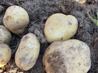Mountain potatoes Camelia large sown at an altitude of