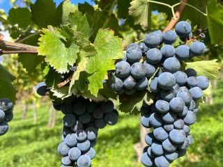 Sale of fine grapes AGLIANICO and MONTEPULCIANO Suitable for