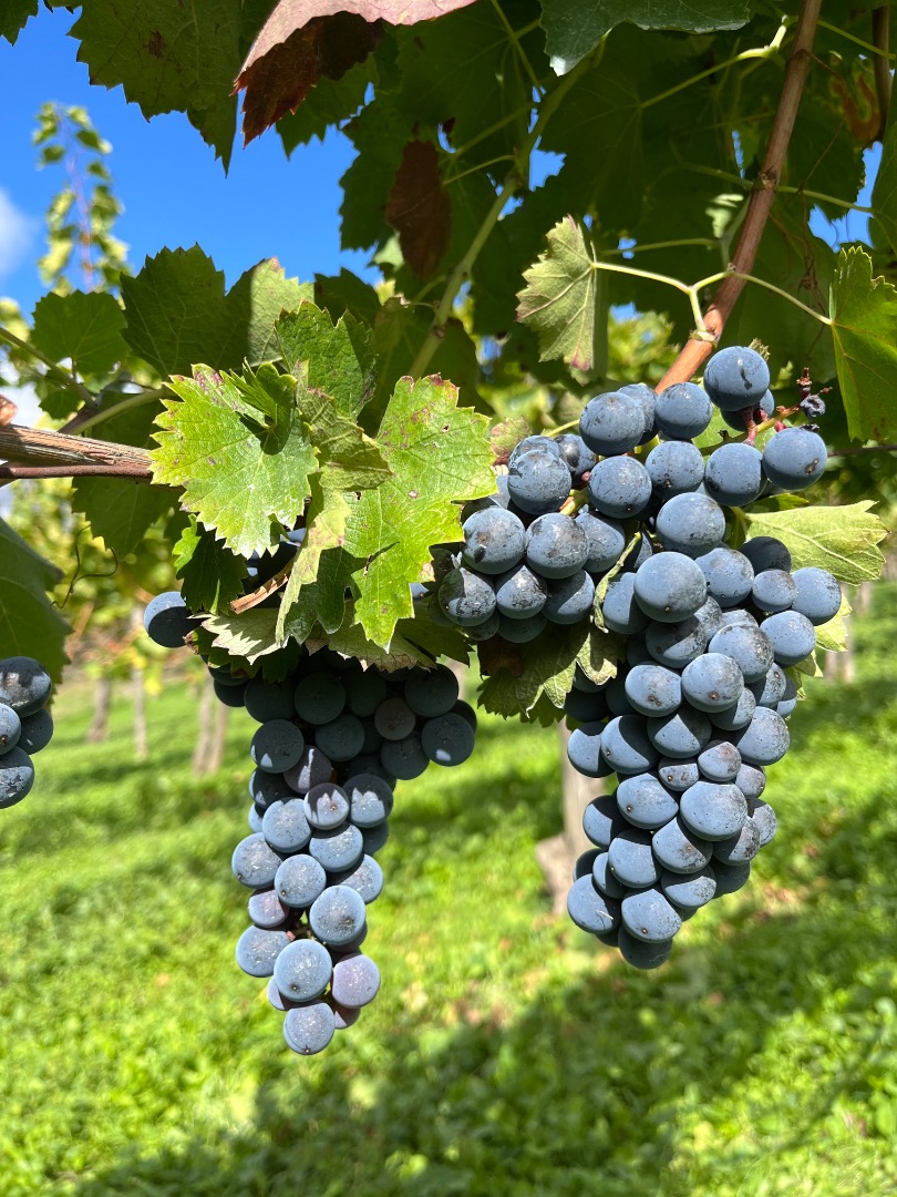 Sale of fine grapes AGLIANICO and MONTEPULCIANO Suitable for winemaking, organic product from the family vineyard
