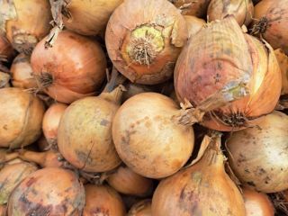 I will sell yellow and red onions in truck