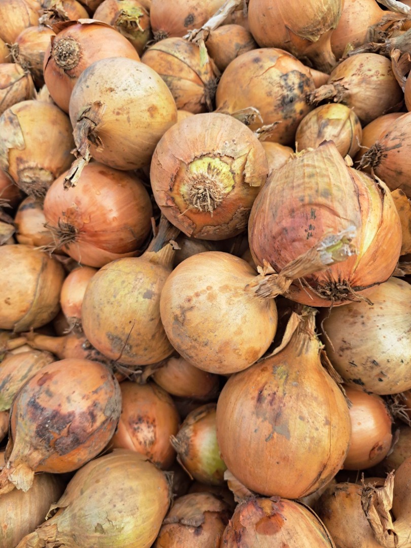 I will sell yellow and red onions in truck quantities or by the bag