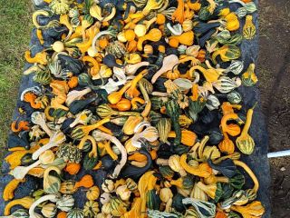 Hello, I am selling beautiful decorative pumpkins in various