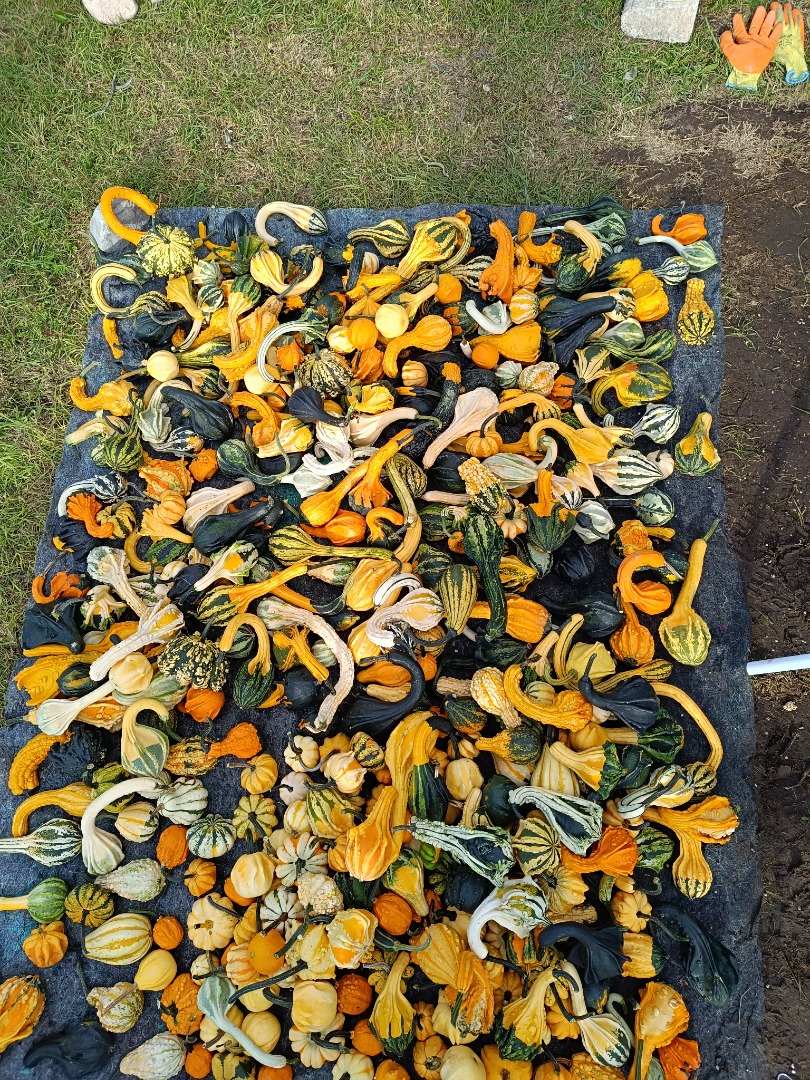 Hello, I am selling beautiful decorative pumpkins in various colors and patterns