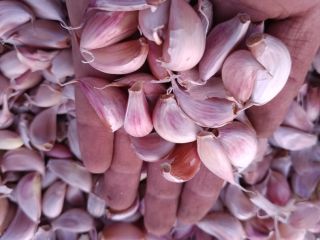 I will sell freshly chopped garlic in cloves qualified