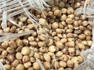We sell white sorghum, more information