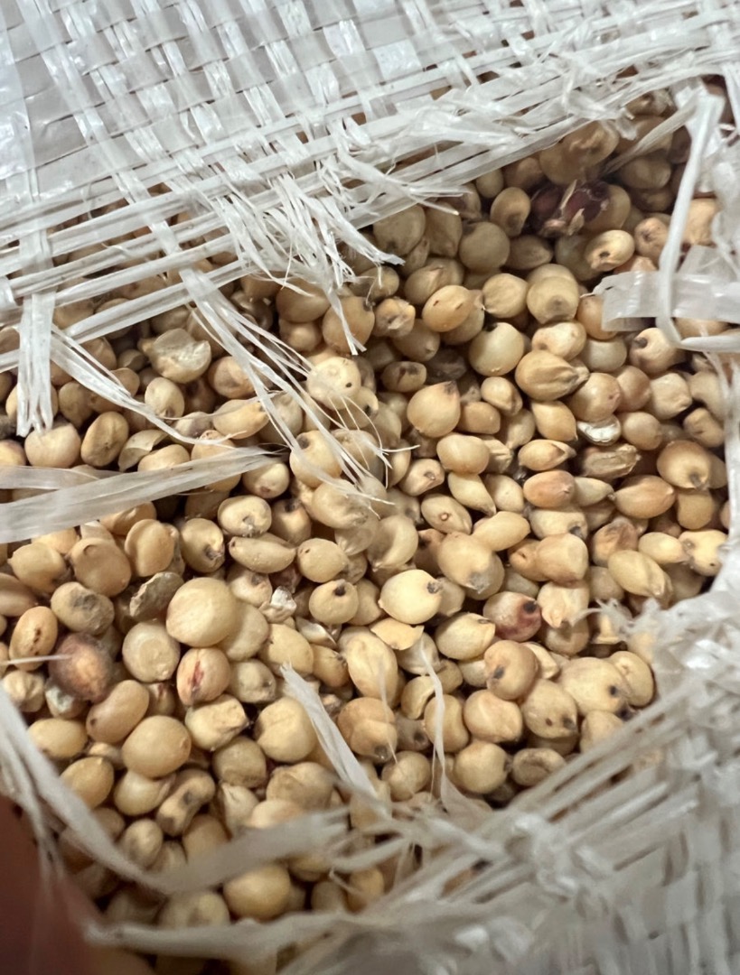 We sell white sorghum, more information
