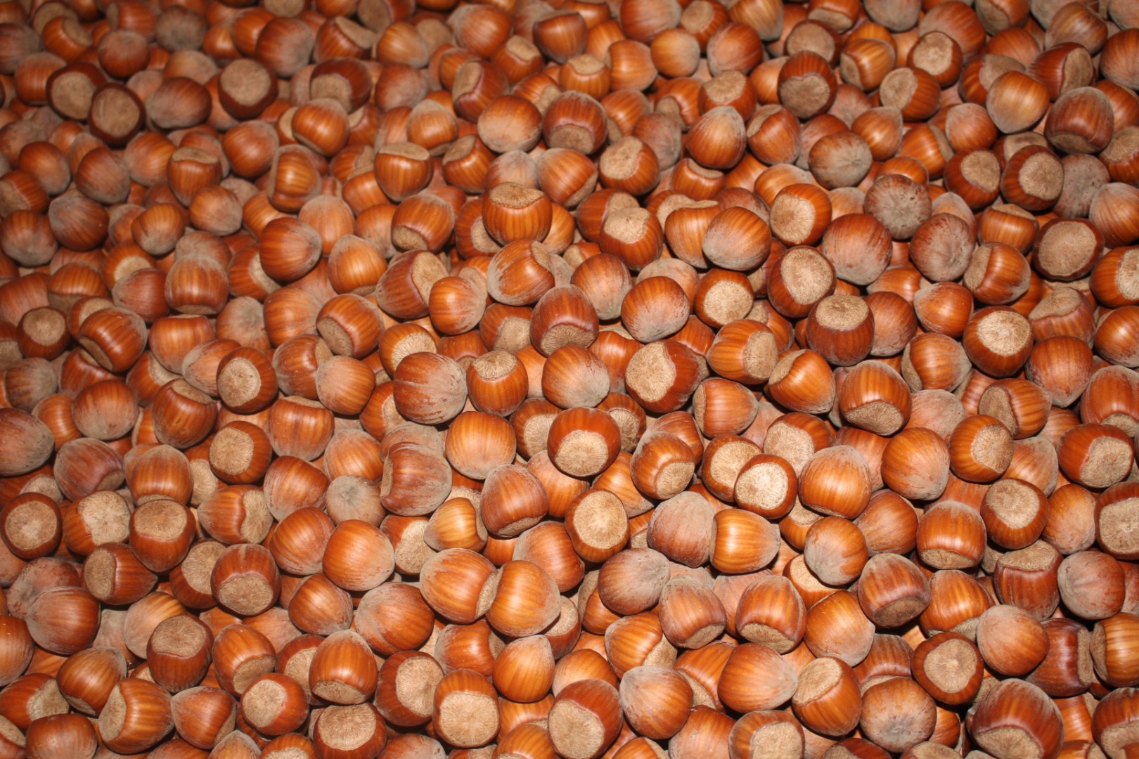 BIO hazelnuts (in shell) checked by Biokontroll Hungária Kft