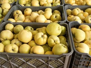 Quince variety Géant de Vranja, in certified organic conversion.