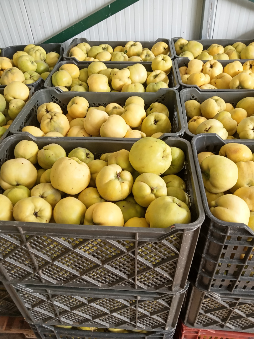 Quince variety Géant de Vranja, in certified organic conversion