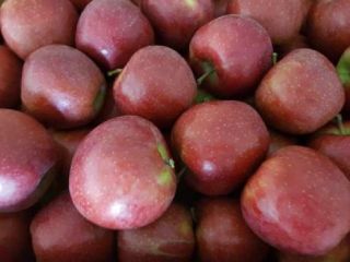 We offer apples Red Jonaprice. All calibres. Packed in