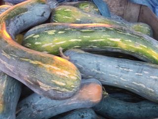 I will sell about 2 tons of piena lunga