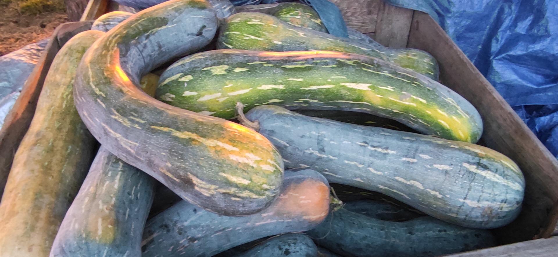 I will sell about 2 tons of piena lunga pumpkins price 2zl per kilogram and about 400 kg of hokkaido pumpkins price 2zl per kilogram