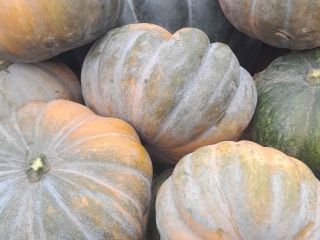 Hello, I have Halloween pumpkins and Muscat, please contact