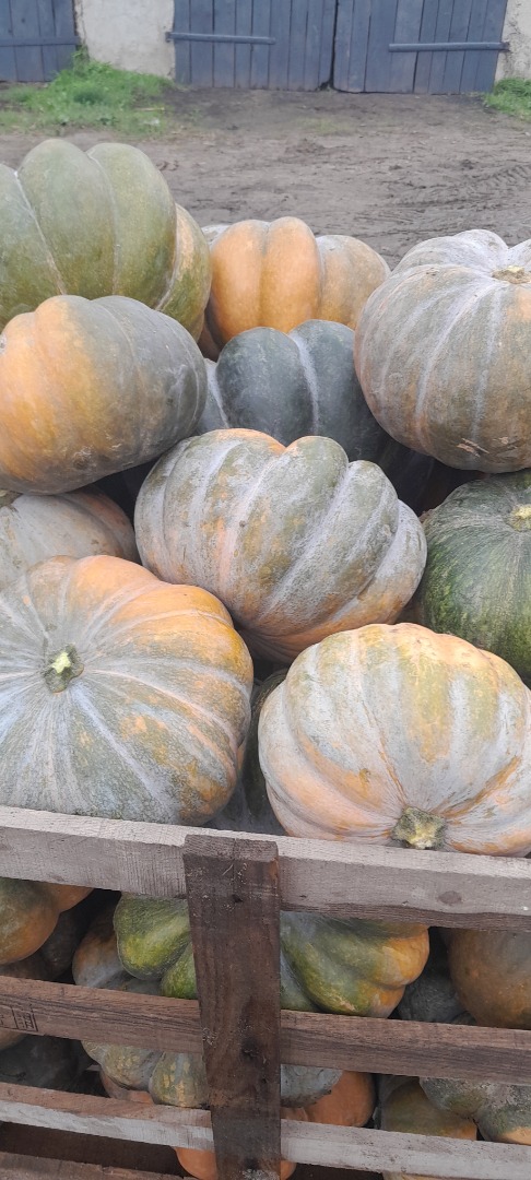 Hello, I have Halloween pumpkins and Muscat, please contact me for smaller and larger quantities