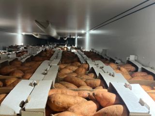 I will sell sweet potatoes from Egypt, 6 kg