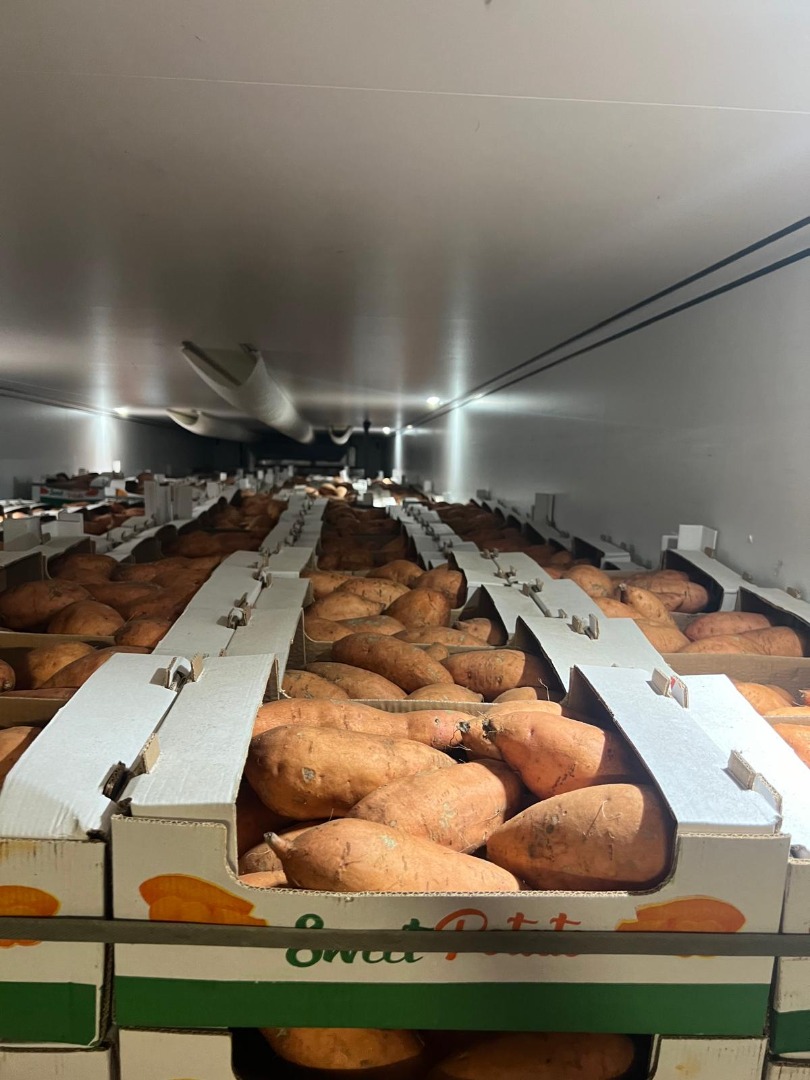 I will sell sweet potatoes from Egypt, 6 kg box, size: L1-L2-XL