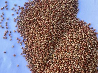 Red Sorghum for sale| Price upon reguest