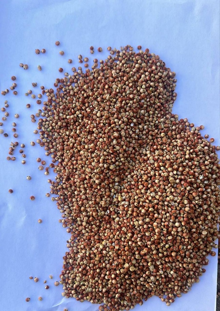 Red Sorghum for sale| Price upon reguest