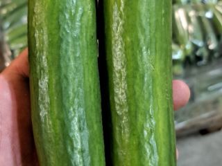 I will sell Greenhouse Cucumber 2nd class. Wholesale quantities,