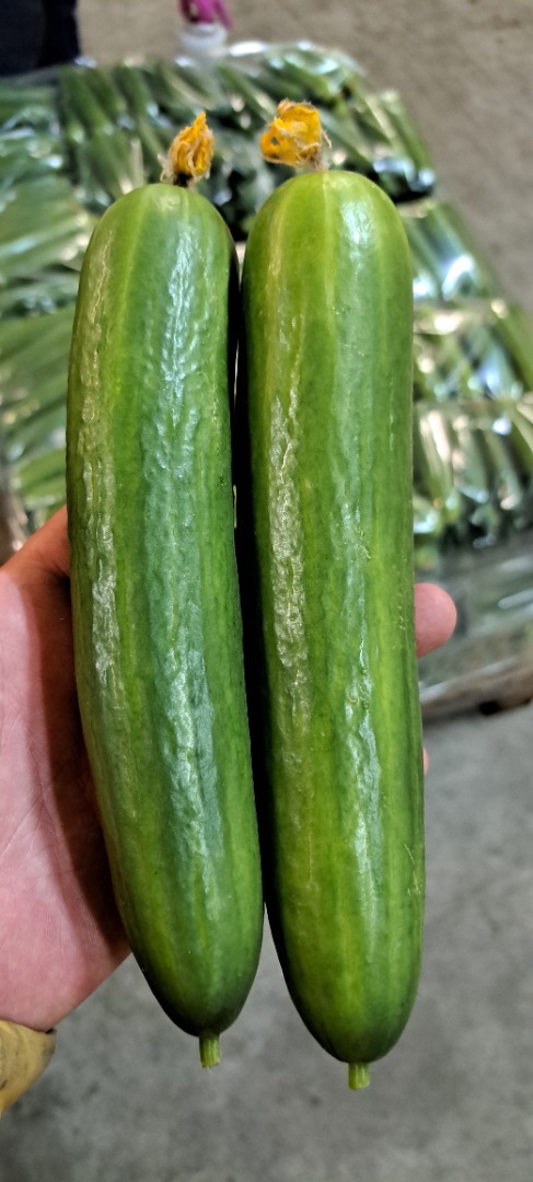 I will sell Greenhouse Cucumber 2nd class