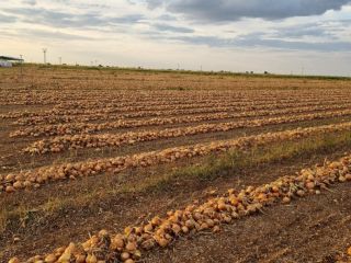 Citation variety onion. White onion. Approximately 250 tons of