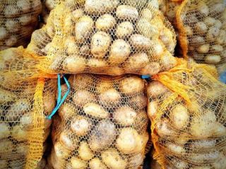 I will sell sorted Denar potatoes packed in 15kg