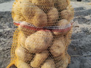 I will sell potatoes of the Jurek variety, from
