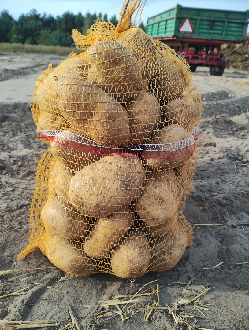 I will sell potatoes of the Jurek variety, from light soil, truck quantities