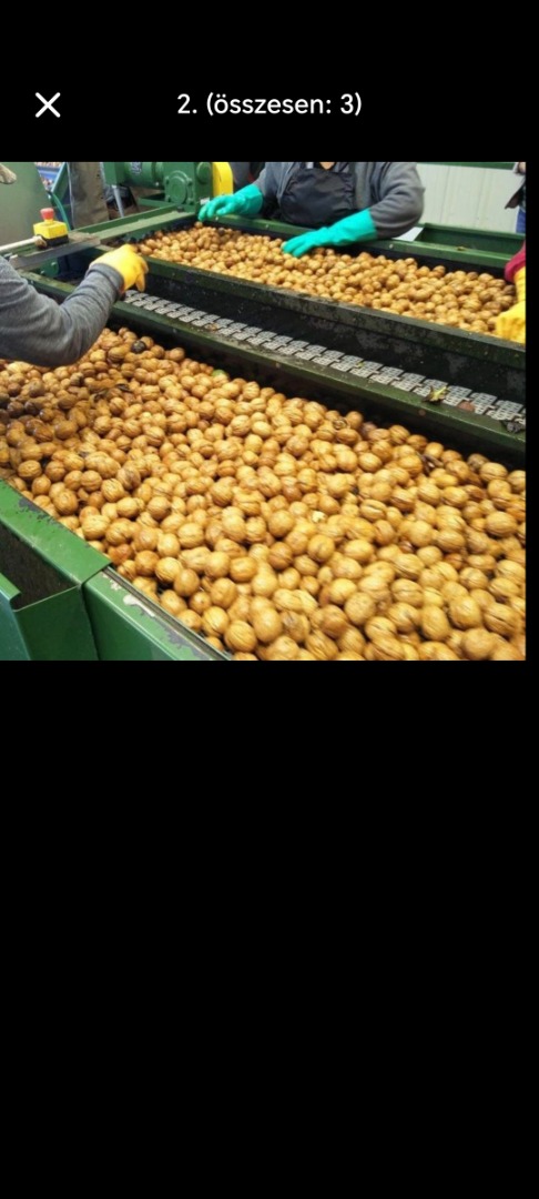 For sale This year's walnuts in shell from Milótai, Alsószentiváni, with thin paper skins, 1500ft per kg