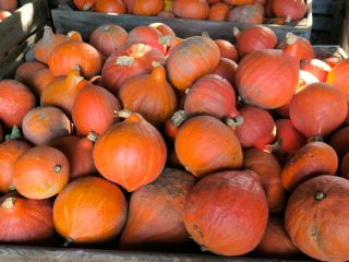 I will sell Hokkaido pumpkins in large quantities