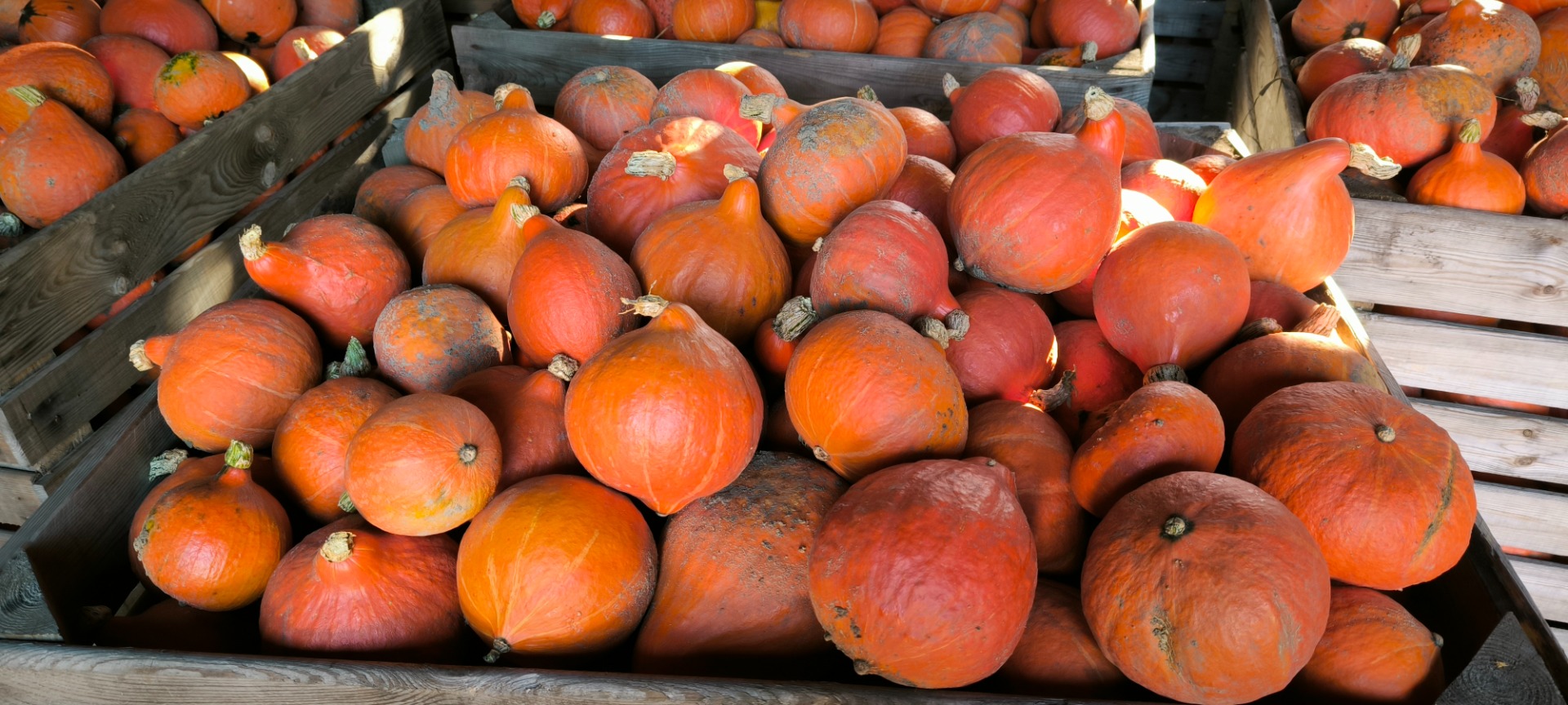 I will sell Hokkaido pumpkins in large quantities