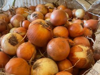 * Yellow onions * Bejo Legend seeds * calibre