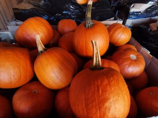 Pumpkin for sale. Caliber 1-10kg. Gomez, Racer and Spitfire