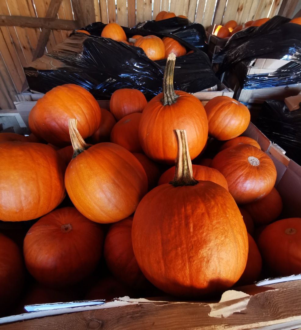 Pumpkin for sale