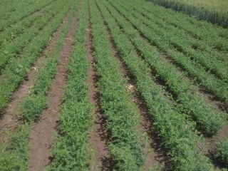 Chickpeas, 2024, sizes 6 and 7 mm in bags