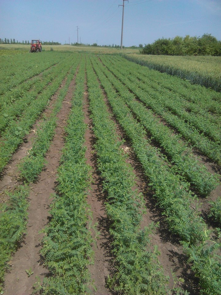 Chickpeas, 2024, sizes 6 and 7 mm in bags of 25 and 50 kg